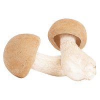 Mykopedia vital mushroom ABM