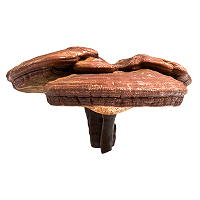Mykopedia vital mushroom Ganoderma Lucidum